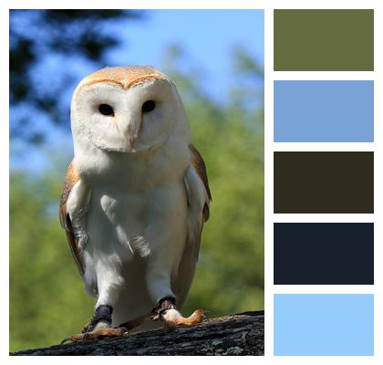 Barn Owl Owl Bird Image